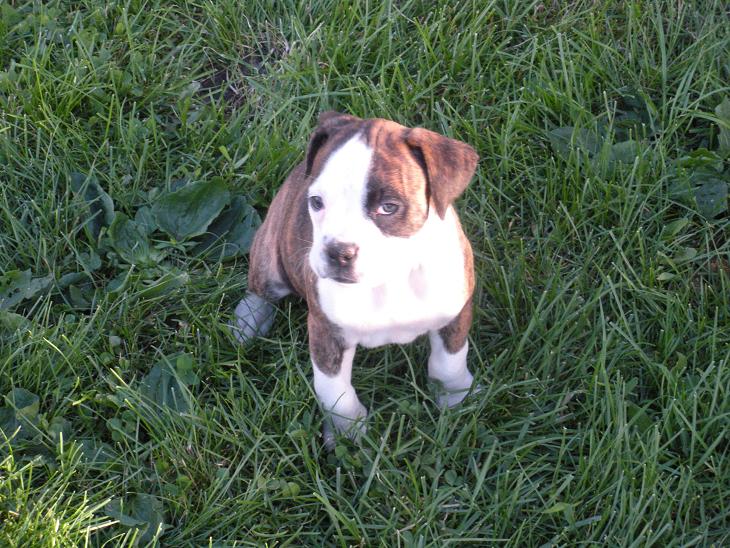 purebreed Boxer Puppies for sale in PA with papers, Jades Boxers, Philipsburg,PA